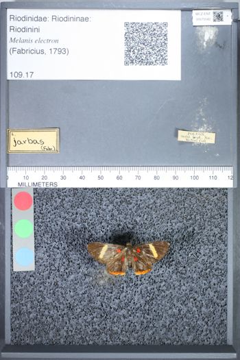 Media type: image;   Entomology 75542